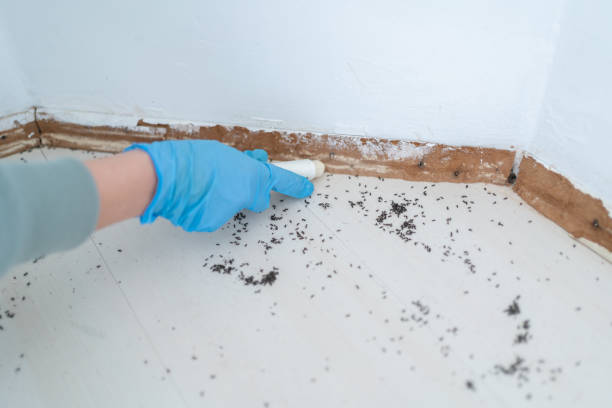 Best Termite Control Services  in Helena Valley Southeast, MT